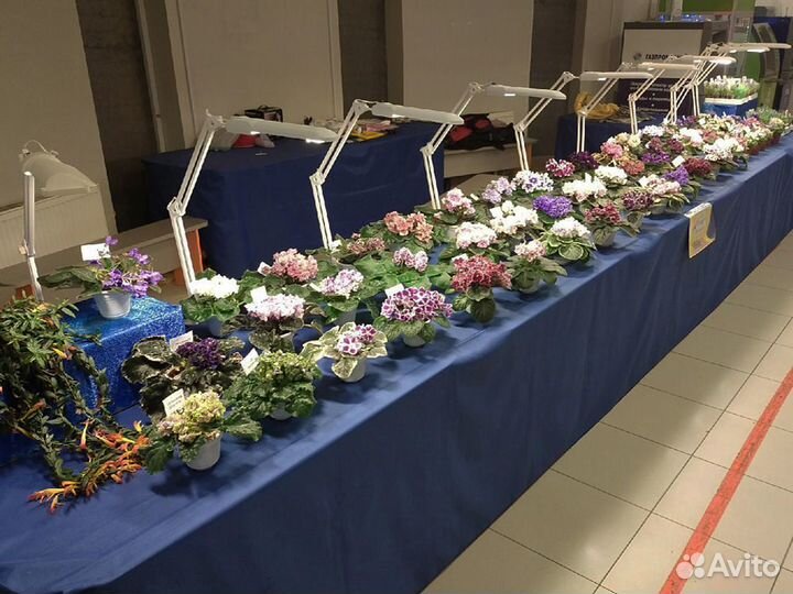 Фиалки в Тольятти