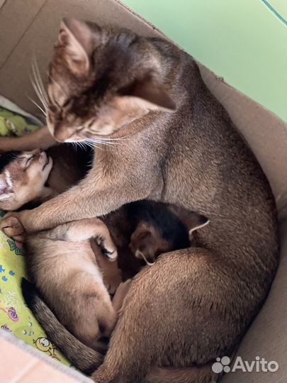 Абиссинская