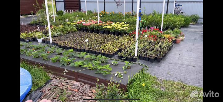 Декоративные кустарники и деревья