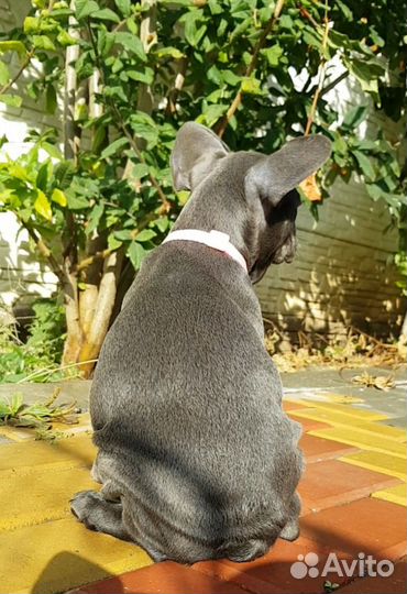 Французский бульдог щенки голубой