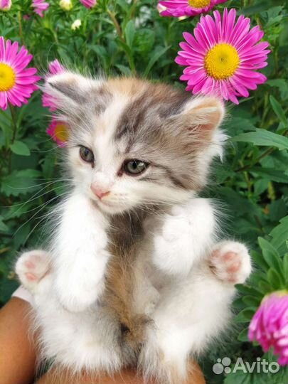 Кошка в дар