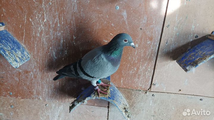 Спортивные голуби (почтовые)