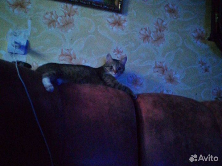 Кошка в дар