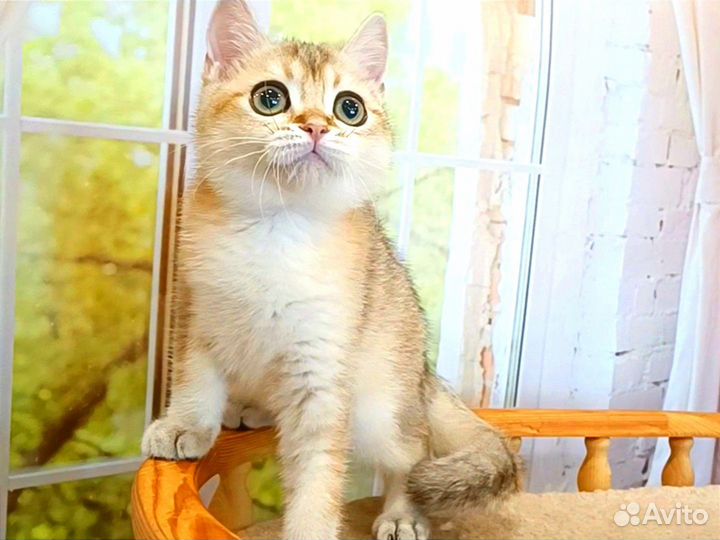 Шотландский малыш