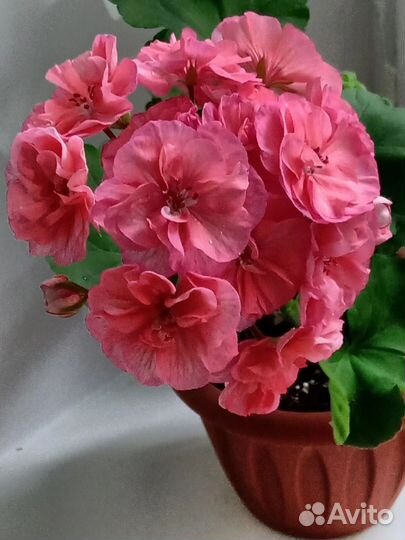 Пеларгония герань