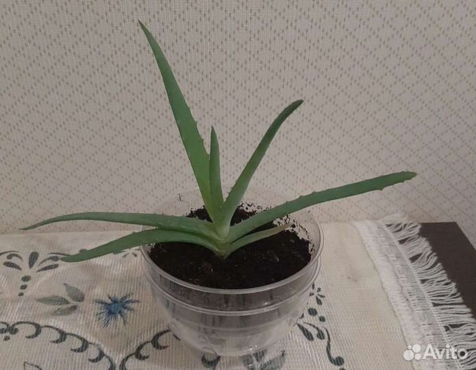 Алоэ вера. Столетник. Лечебный. Каланхоэ жёлтое