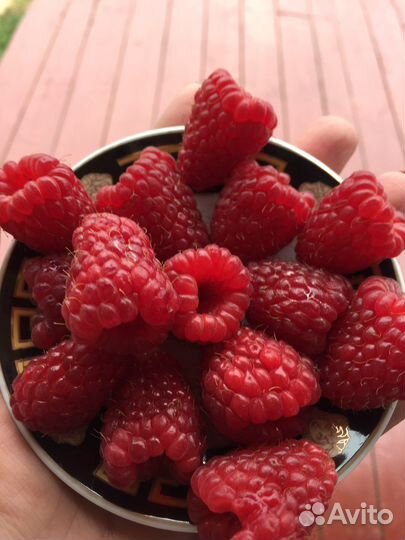 Саженцы ремонтантной малины