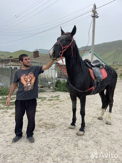 Текино-карачай