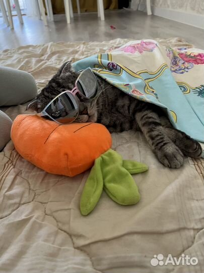 Отдам кота в добрые руки