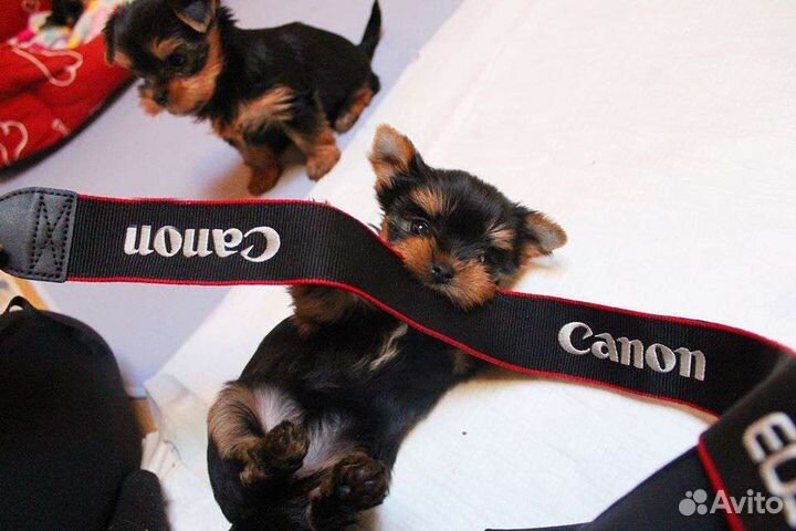Щенки йоркширского терьера