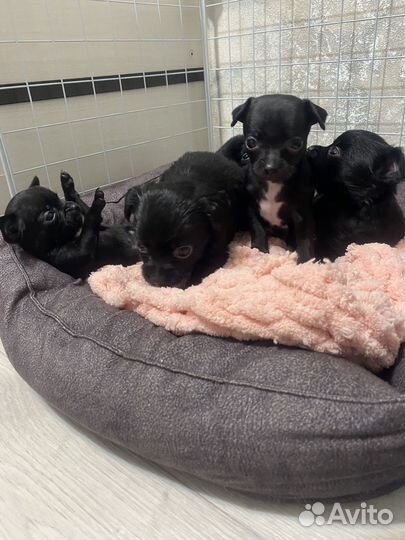 Щенки чихуахуа