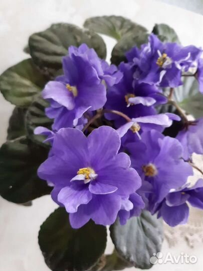 Фиалка (укорененные листочки)