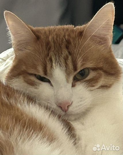 Кот в дар бесплатно