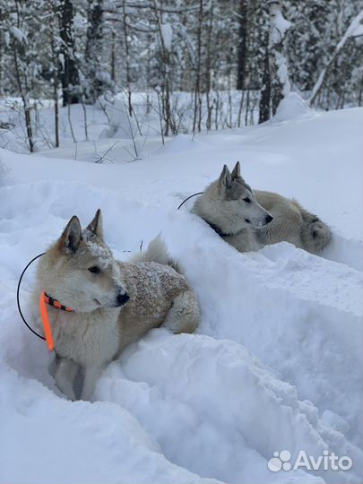 Щенки западно сибирской лайки