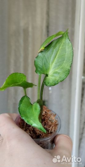 Сингониумы