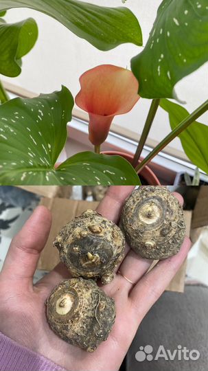 Каллы клубни желто-оранжевые