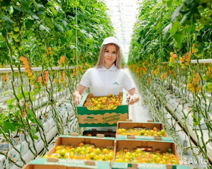 Работник в теплицу ТК Марьинский