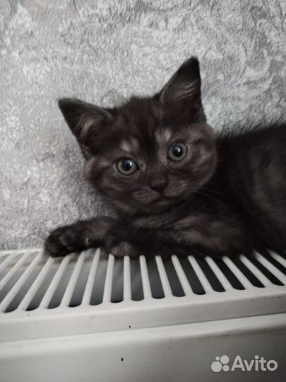 Британские котята