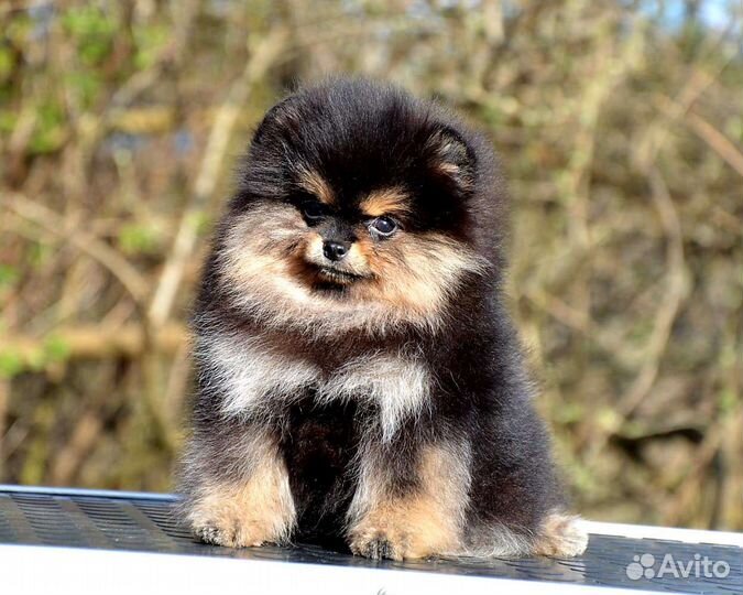 Очаровательная девчонка