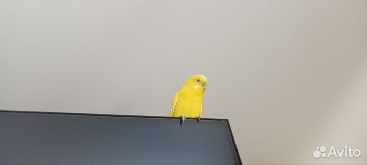 Волнистый попугай с клеткой