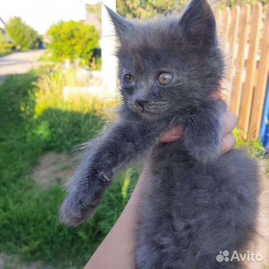Кошки в добрые руки