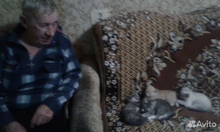 Отдам котят в добрые руки