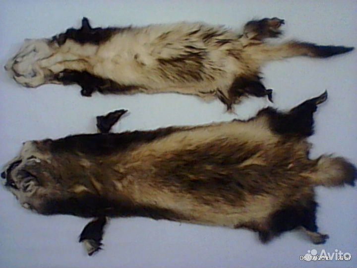 Шкурки хорька выделанные\Всего 2шт\Цена за 1шт\
