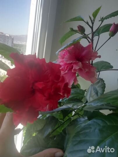 Комнатные растения и уход за ними