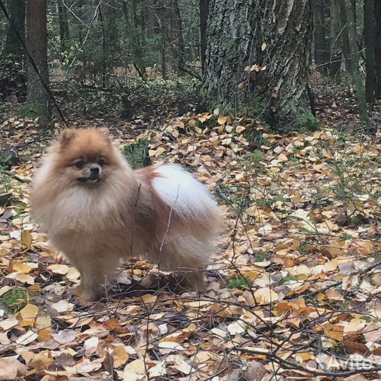 Кобель шпица вязка