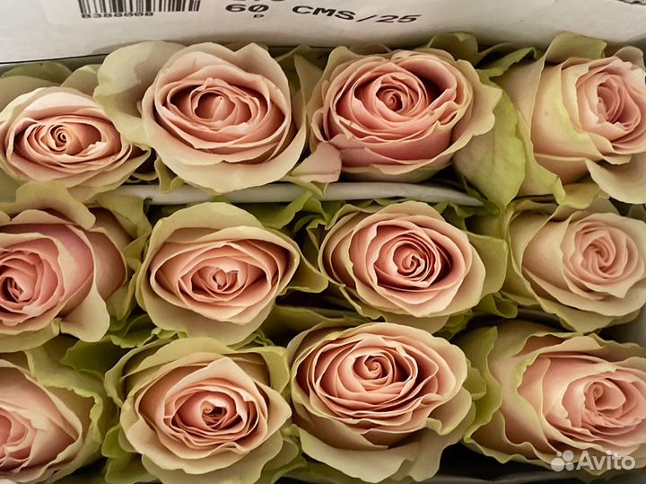 Цветы, розы с плантации Эквадора. Оптом, розница