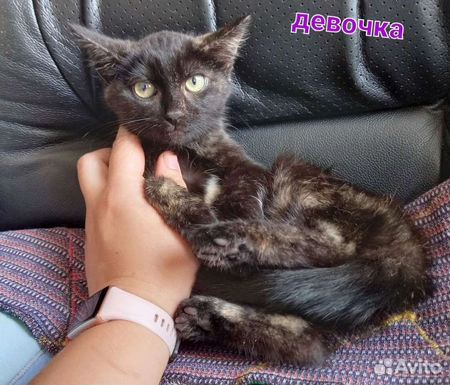 Котята
