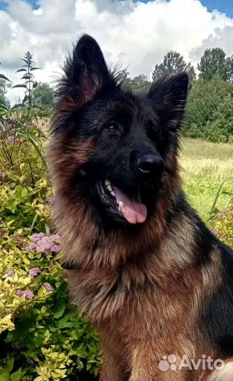 Щенок немецкой овчарки длинношерстный