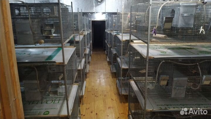 Шиншилловая ферма