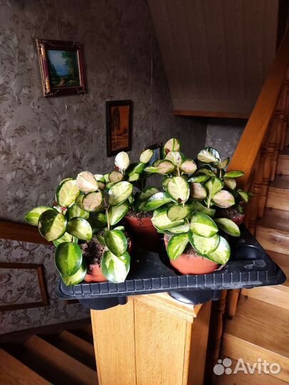 Хойя аустралис лиза