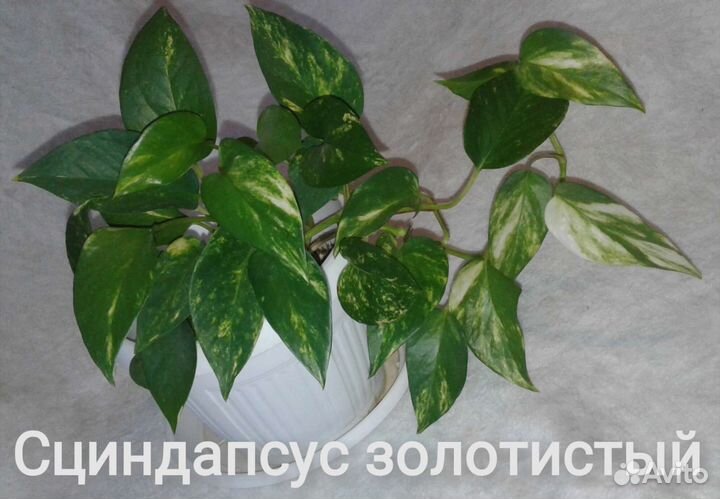 Комнатные растения