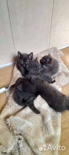 Котенок в дар бесплатно