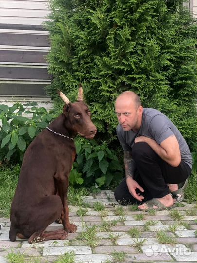 Кинолог с передержкой, дрессура с выездом щенки