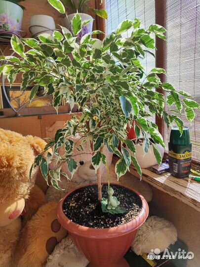 Фикус бенджамина твилайт