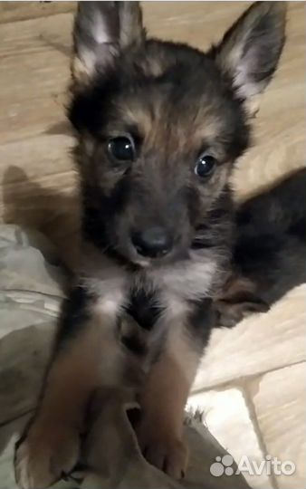 Щенок незабудка живет в приюте, в дар