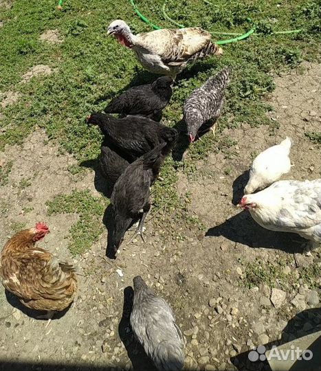Цыплята и куры