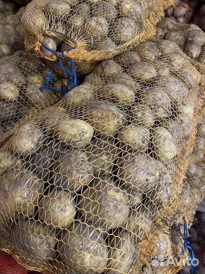 Картофель венета