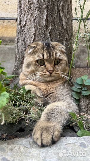 Шотландский кот на вязку