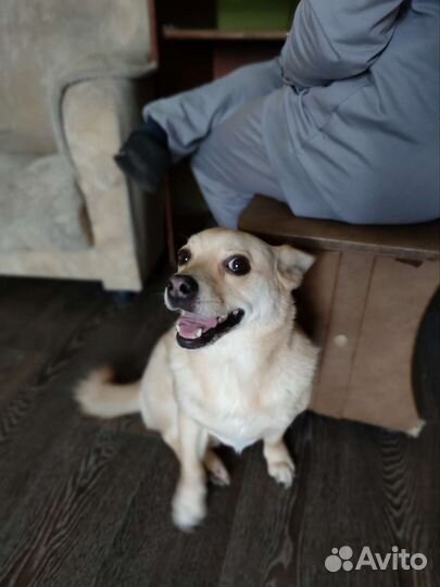 Собака в добрые руки