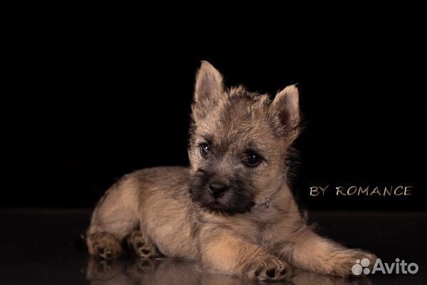 Керн терьер щенки