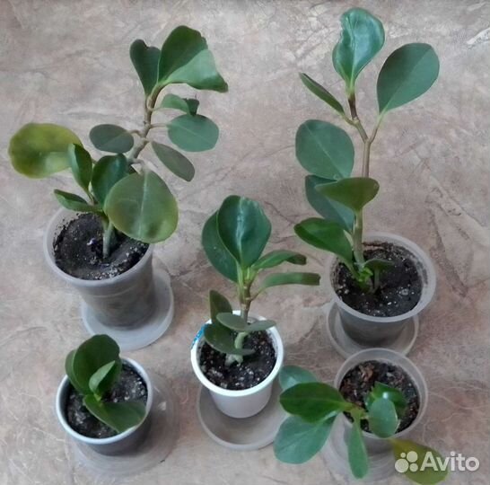 Пеперомия туполистная