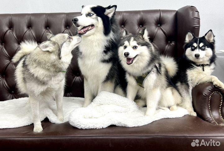 Вычесывание собак/Экспресс-линька/Груминг