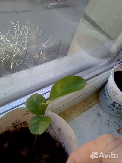 Лимонное дерево