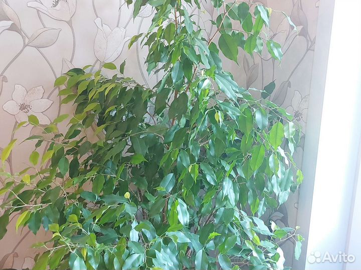 Фикус Голден кинг