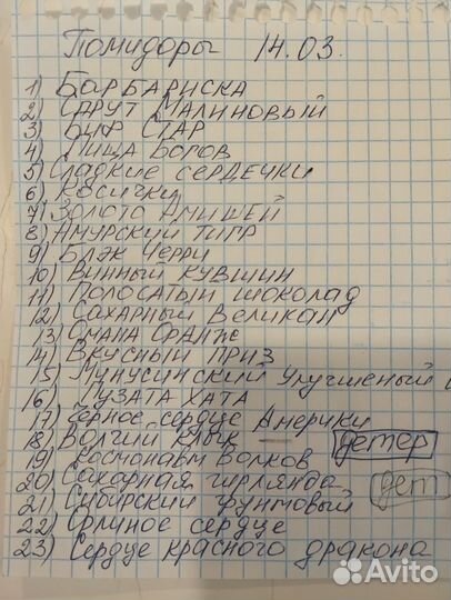 Рассада огурцов, томатов, перца, тыквы, кабачков