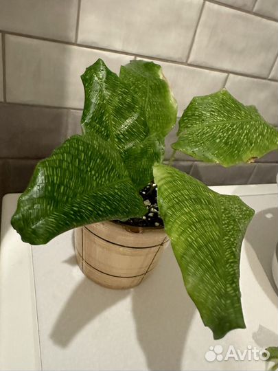 Калатея нетворк